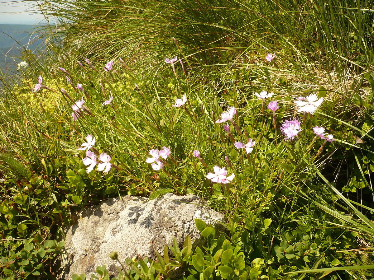 Dianthus hyssopifolius (Caryophyllaceae)